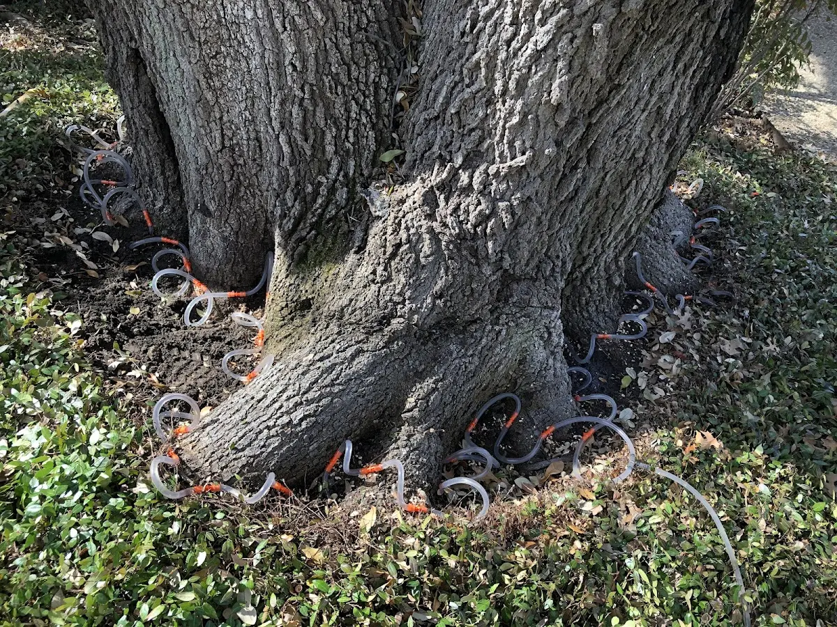 Detailed Tree Cabling and Bracing job site in Mason