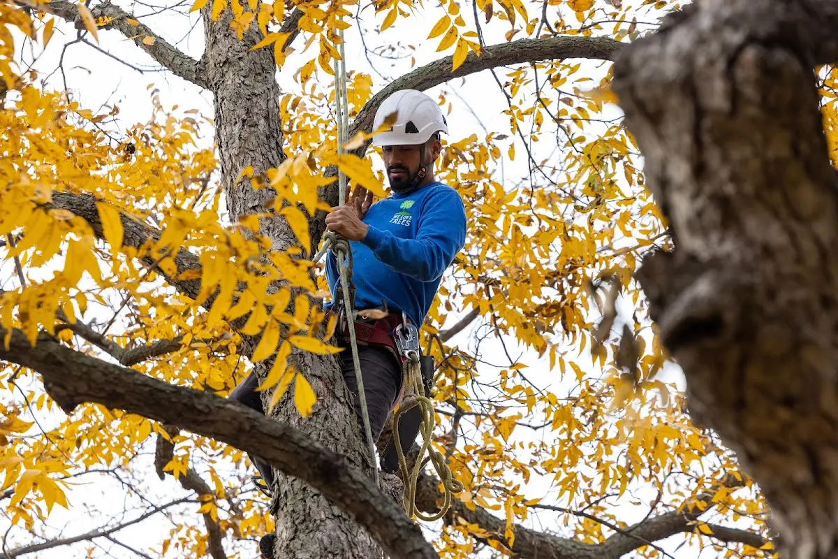 Skilled Tree Trimming crew working in Mason